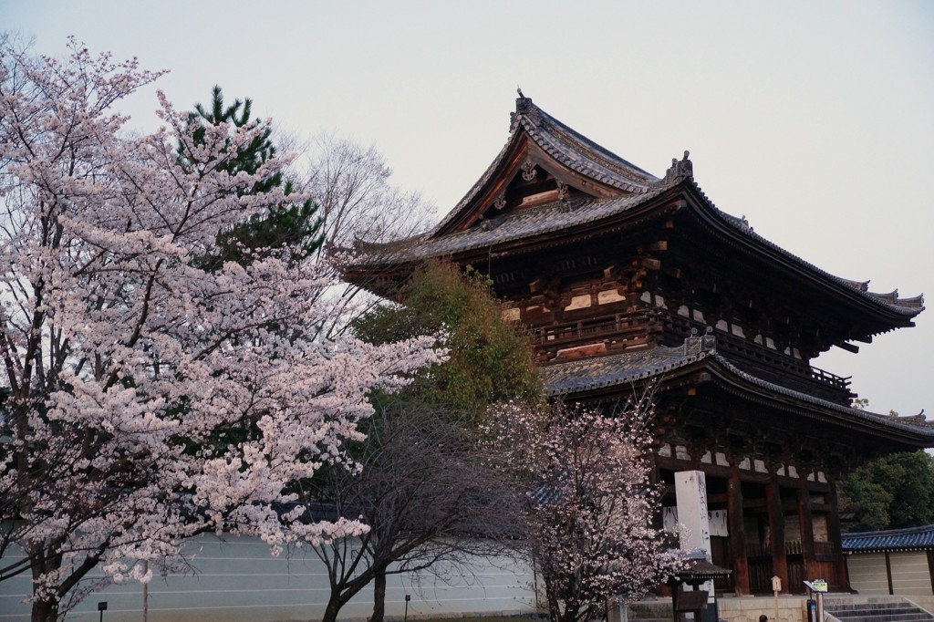 仁和寺の桜