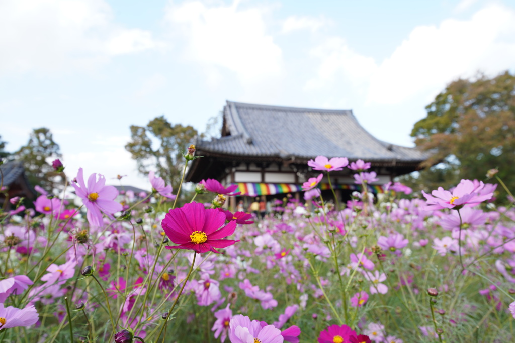 般若寺