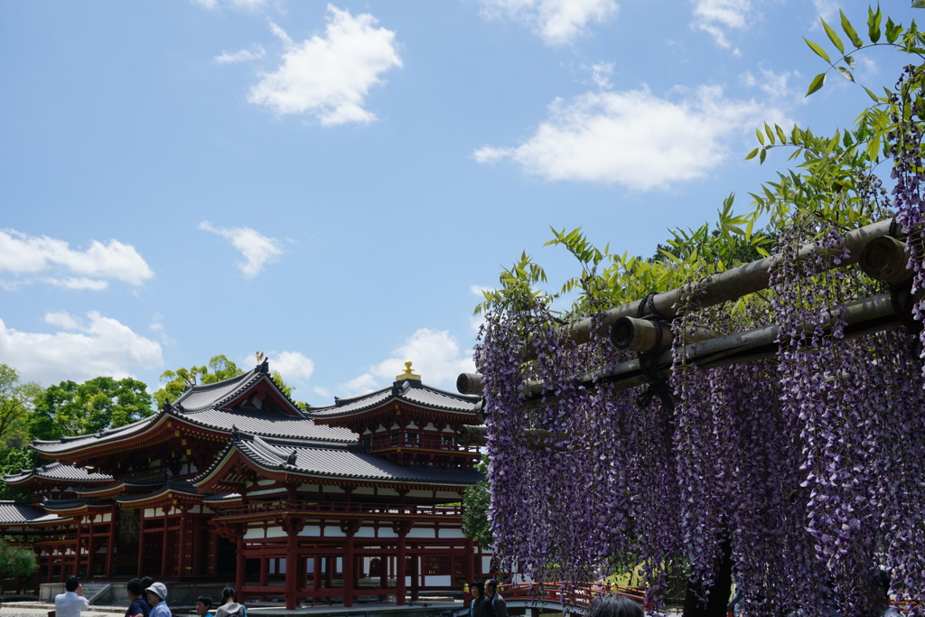 平等院の藤