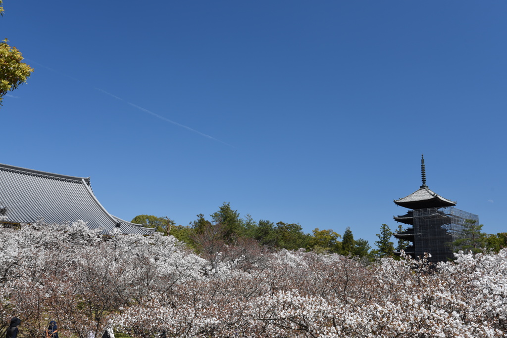 仁和寺①