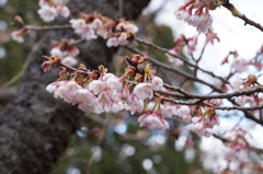 寒桜