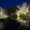 花見発祥の地