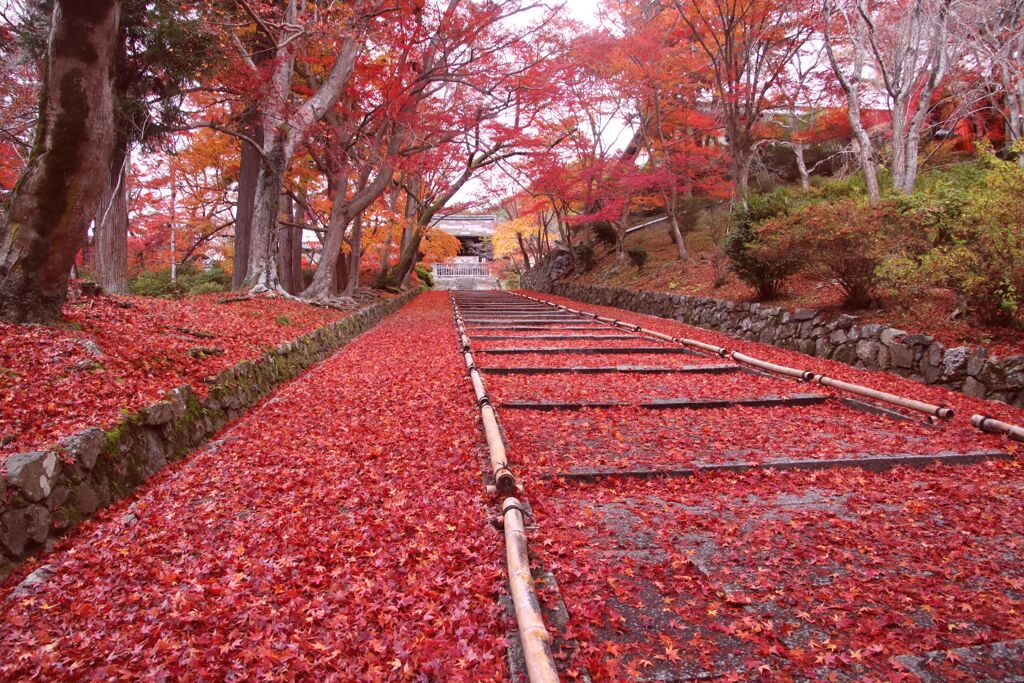 門跡寺院毘沙門堂2019①