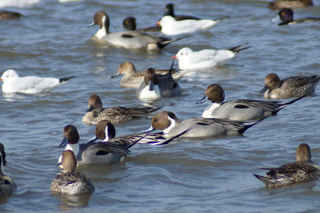 琵琶湖の水鳥