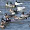 琵琶湖の水鳥