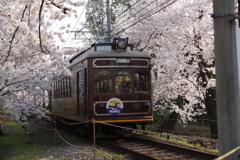 桜トンネル