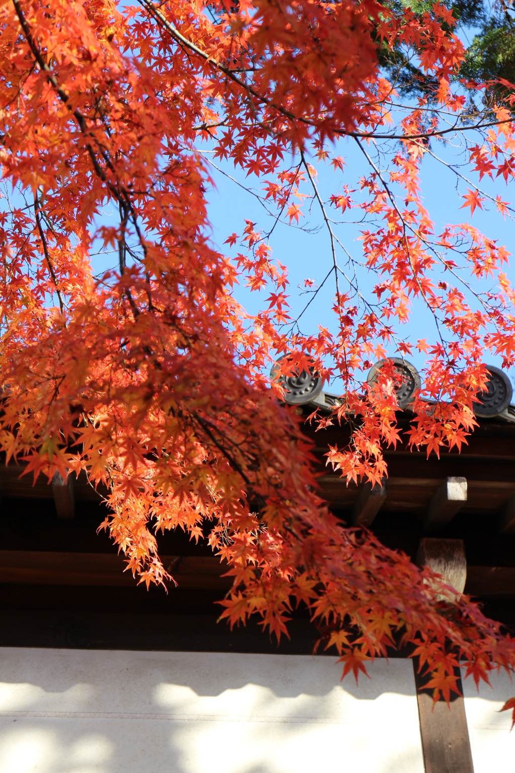 東福寺付近