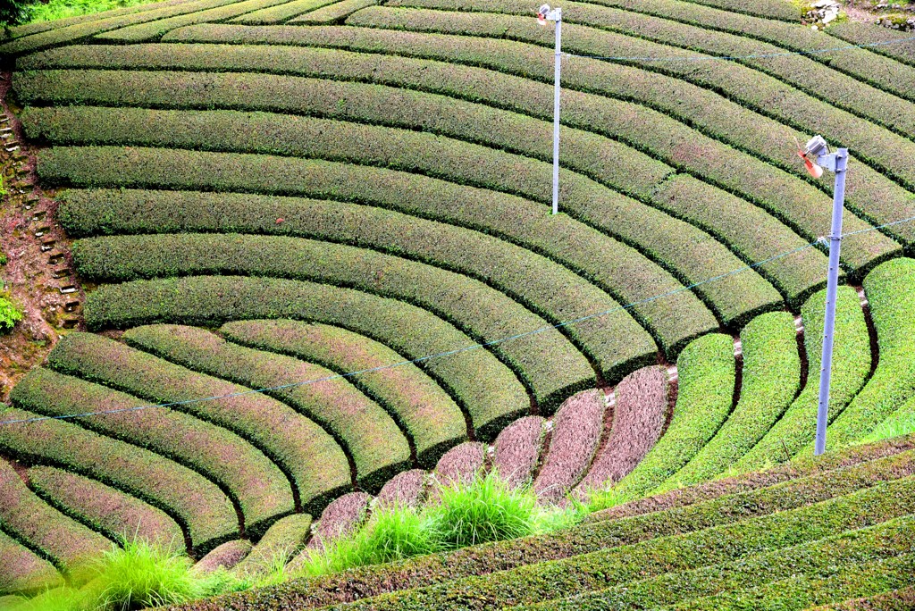 原山の茶畑