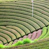 原山の茶畑