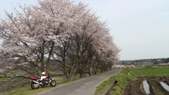 桜の樹の下で