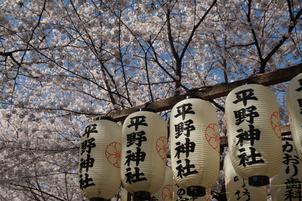 平野神社の桜