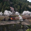 桜並木を走るトロッコ列車