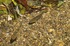 川魚