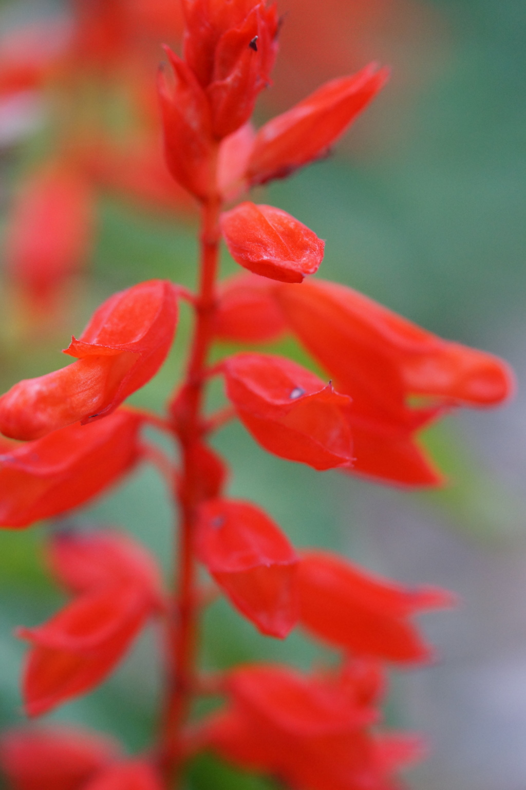 サルビア・スプレンデンス