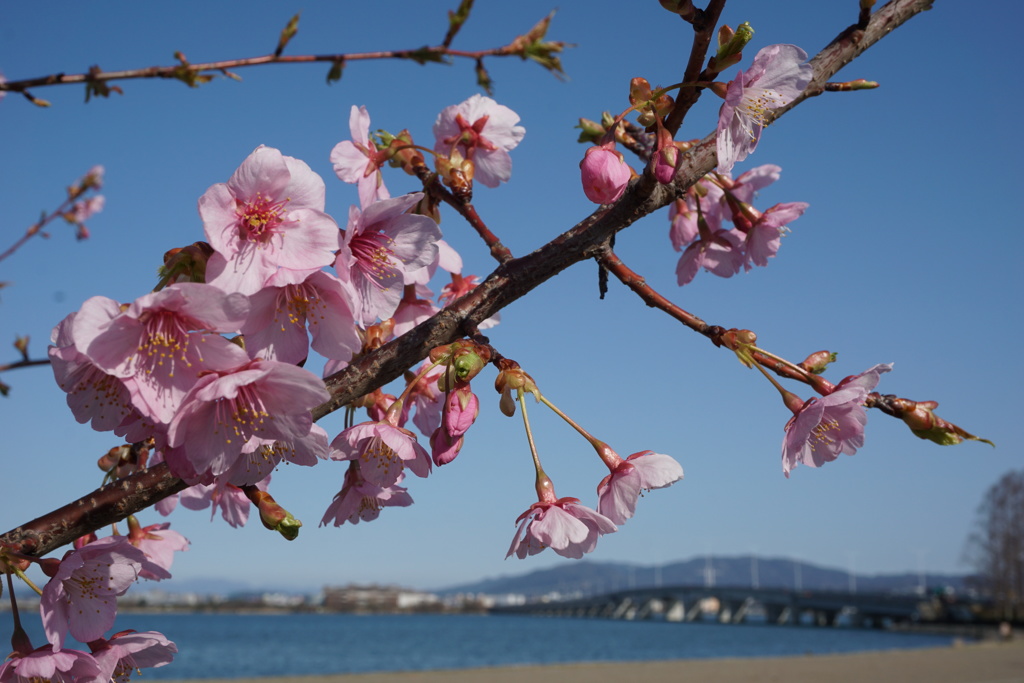 河津桜(滋賀)