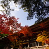 秋の神護寺6