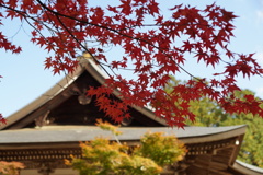 秋の神護寺4