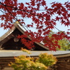 秋の神護寺4