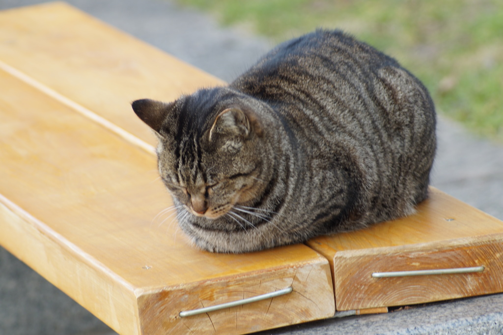 うとうと