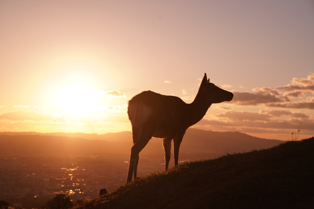 若草山夕日①