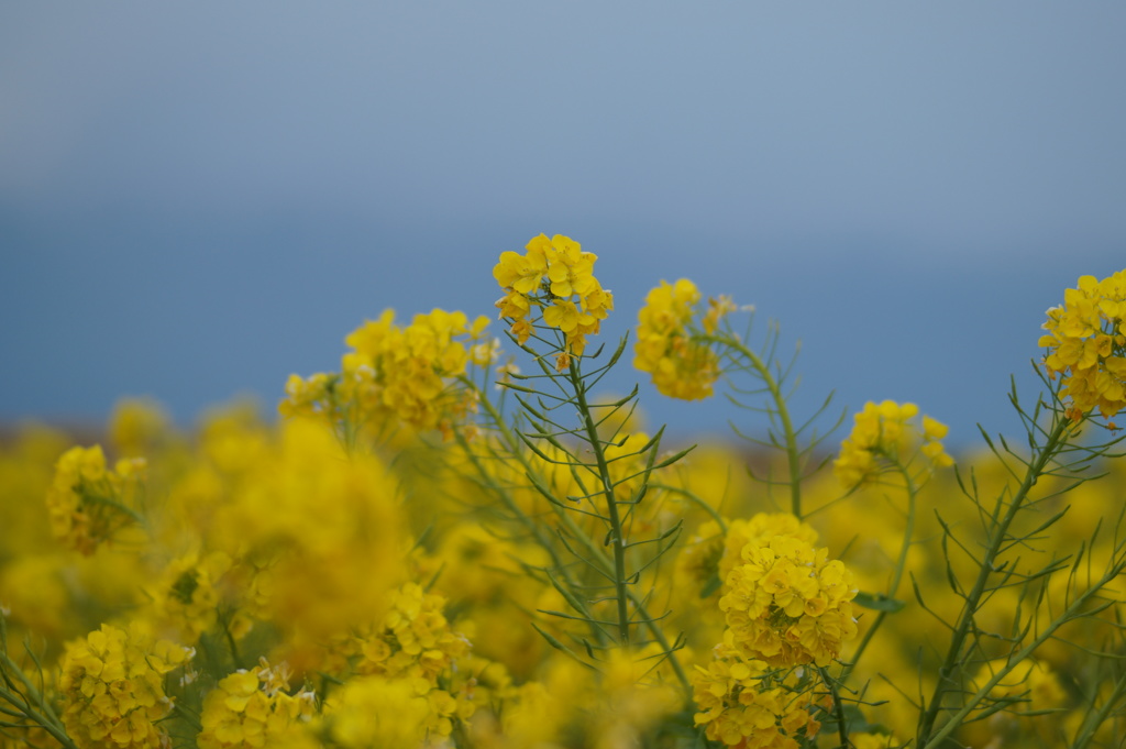 菜の花