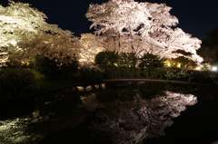 京都府立植物園の桜1