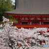 春の近江神宮
