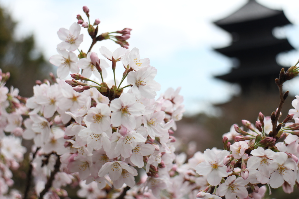東寺
