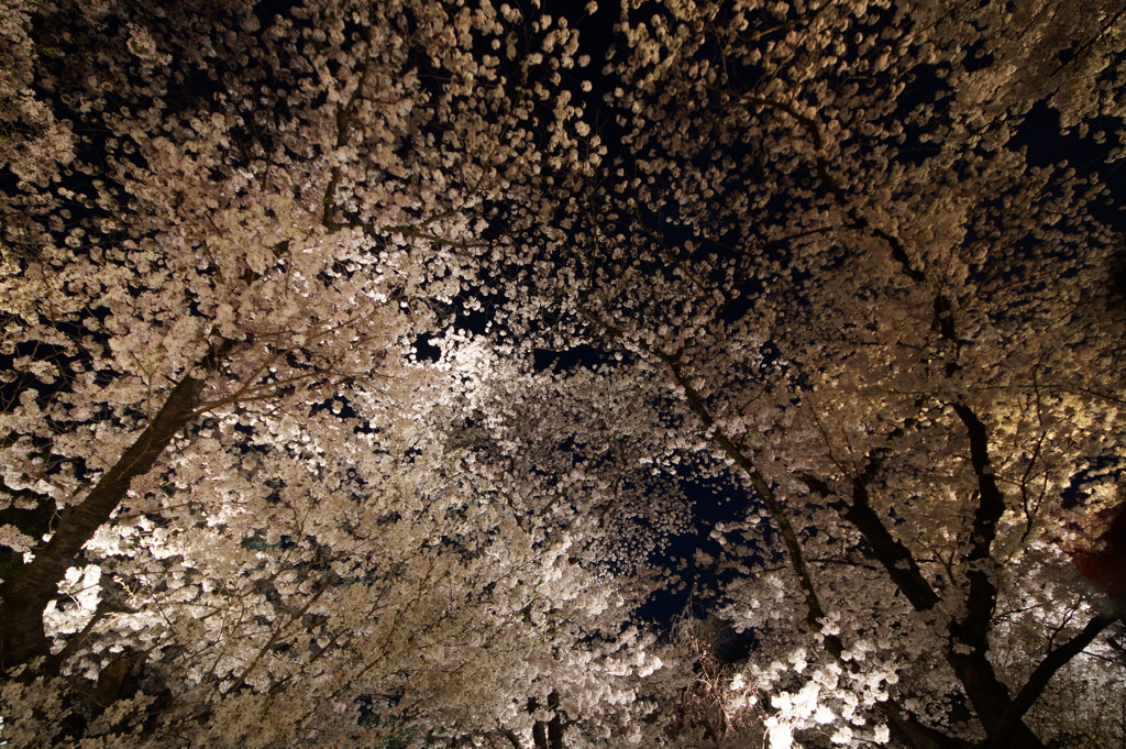 京都府立植物園の桜3