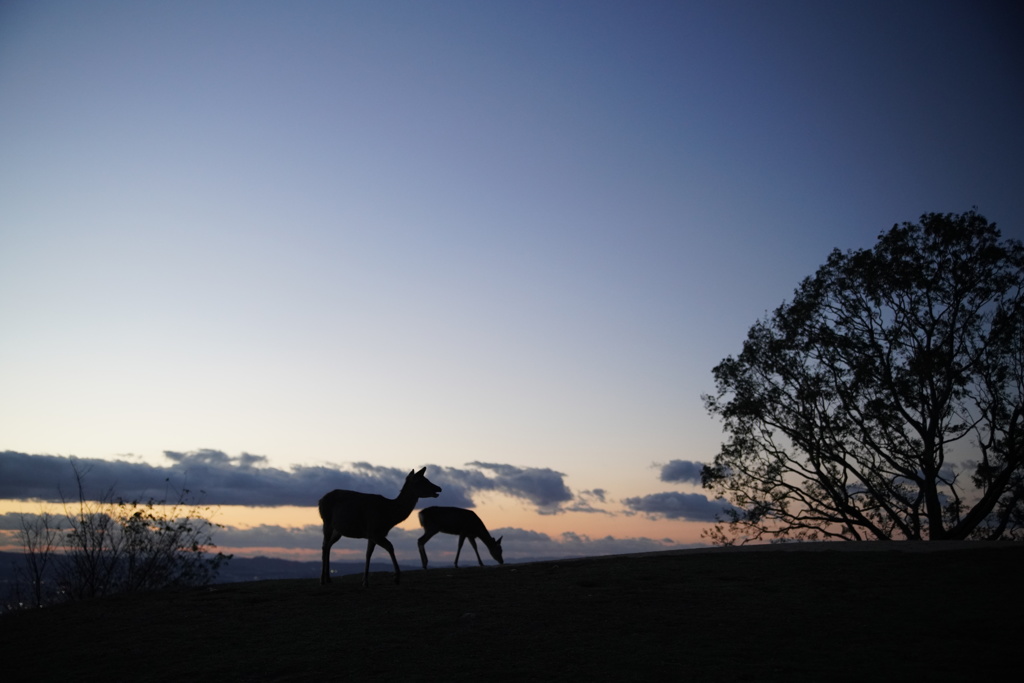 若草山　夕日②