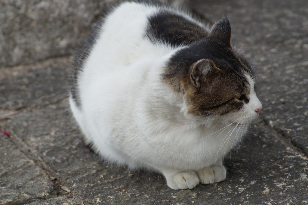 ねこ
