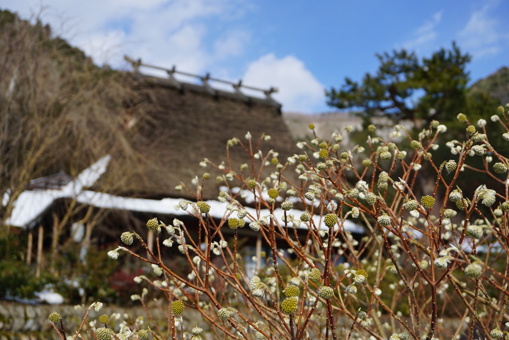 冬の美山1
