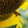 向日葵とミツバチ