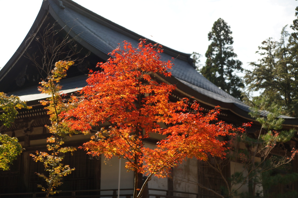 秋の神護寺1