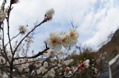 毘沙門堂の梅