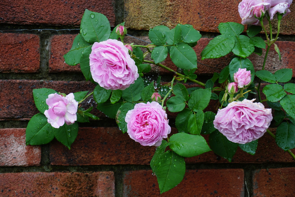 イングリッシュガーデンの薔薇