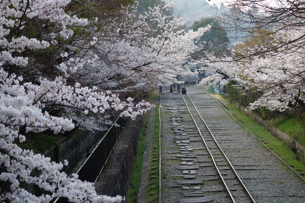 インクラインの桜