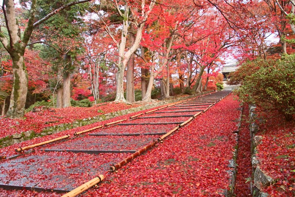 門跡寺院毘沙門堂2019③