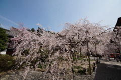 しだれ桜