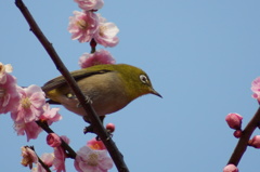 城南宮の梅とメジロ