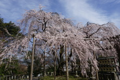 京都の春2018枝下桜