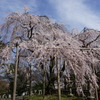 京都の春2018枝下桜