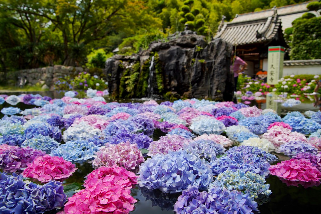 久安寺のあじさい
