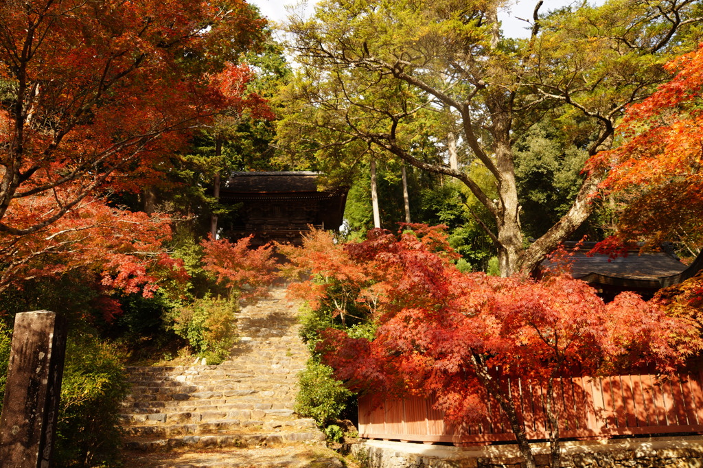 秋の神護寺5