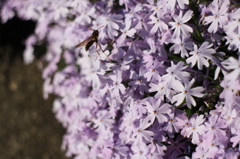 足長と芝桜