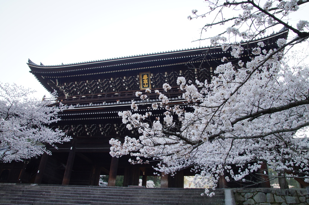 知恩院の山門の桜 By 古都ポタ Id 写真共有サイト Photohito