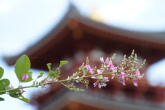 萩の花