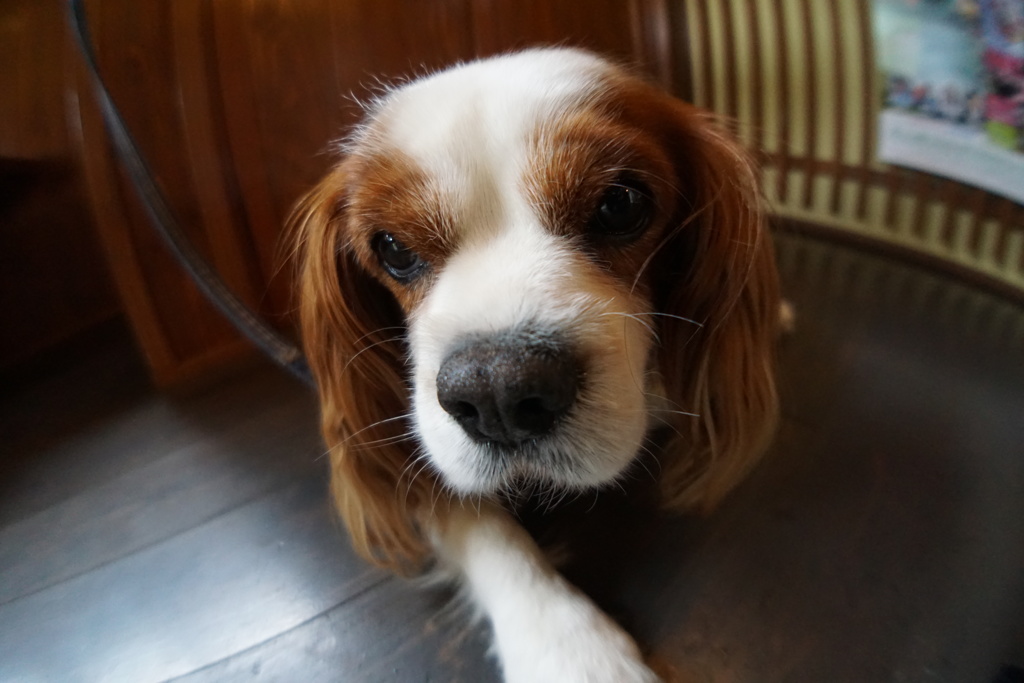 看板犬？