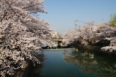 疎水の桜