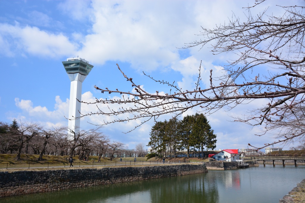 五稜郭公園　桜撮影の練習
